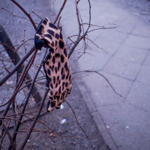 Berlin Glove 22 Jan 16